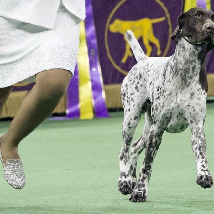 Beloved and debated, French bulldog becomes top US dog breed